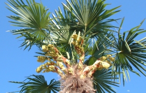 棕櫚の花 しゅろのはな 初夏 季語と歳時記